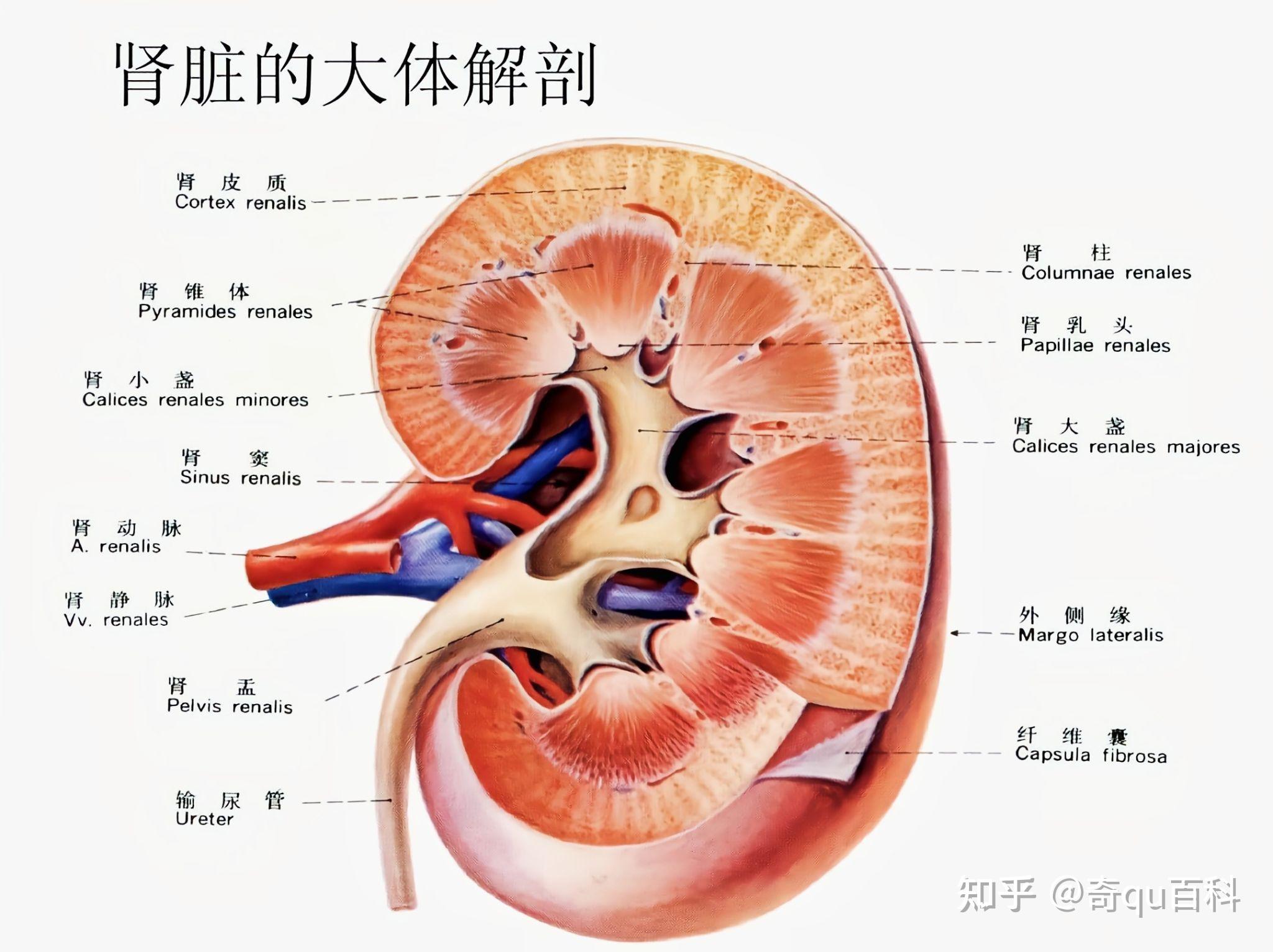 有的人只有一个肾脏为什么能活着