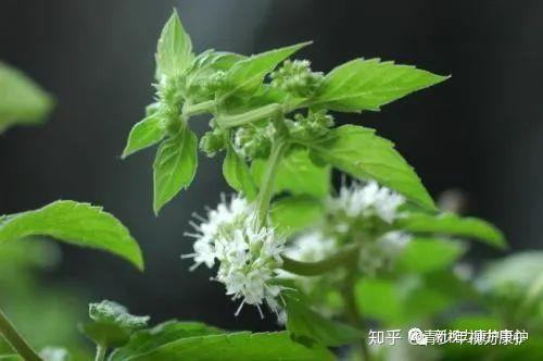 龙脑丨治疗眼睛的“神药” - 知乎