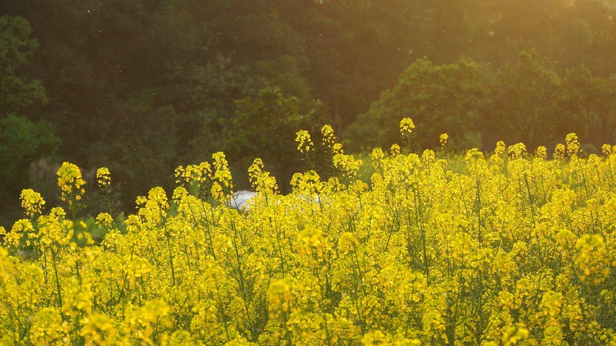 2022江津黄庄油菜花要门票吗