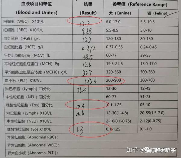 教你讀懂貓的血常規化驗單防止被寵物醫院坑