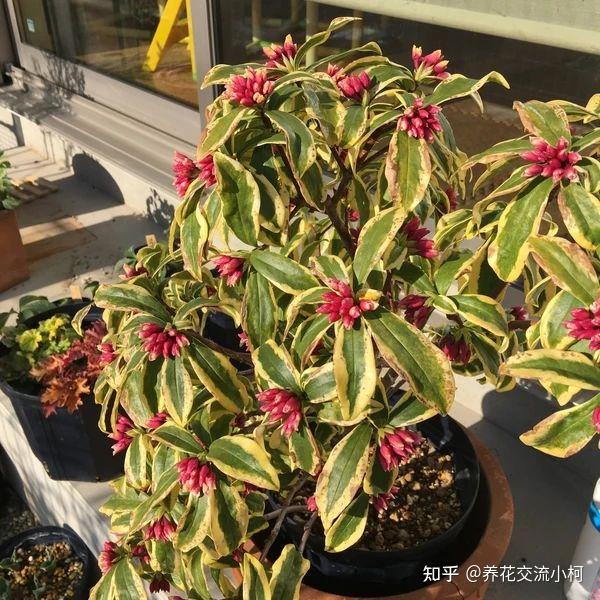 盆栽花卉购买地方在哪里 v2-5d585be42451ec058a3b9a475b8a46dd_r.jpg