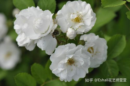 v2-5d63fed9d4da7b688d89a1719fb65b41_r.jpg