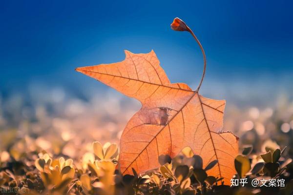 适合秋天发的文案句子,一叶知秋意,一云显秋色 - 知乎
