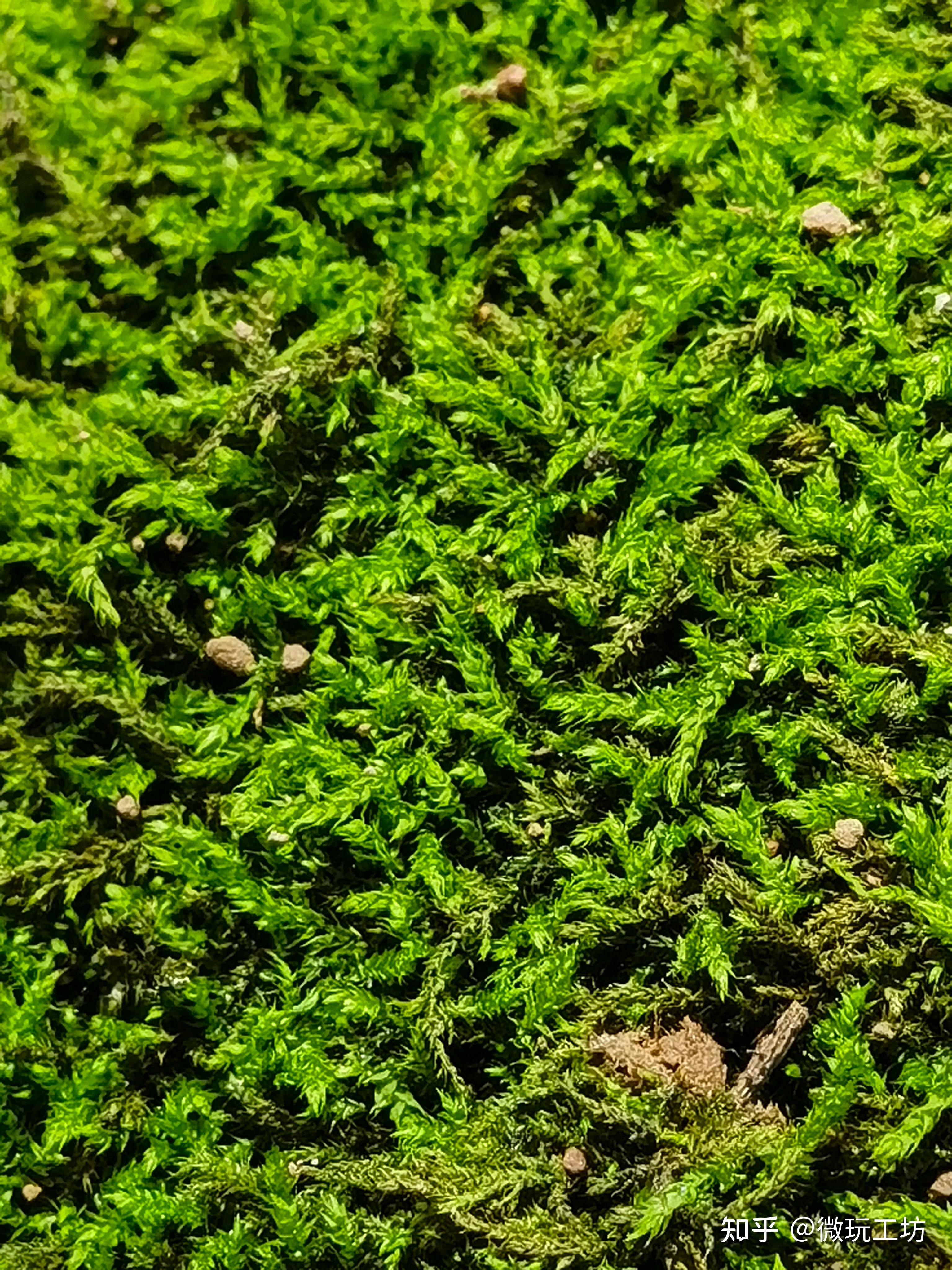 野生苔藓高清图片(3)