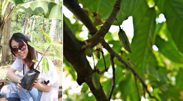 我们在传统种植园亲手种下了一颗可可豆树苗,还看到了可可树的花以及