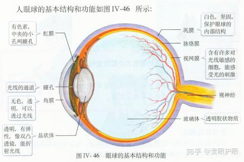 愛眼護眼眼睛結構示意圖構造詳解