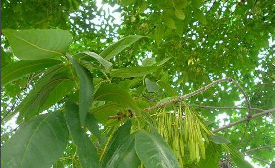Plant Communications|梣属树种泛基因组为其盐适应性提供了见解 - 知乎