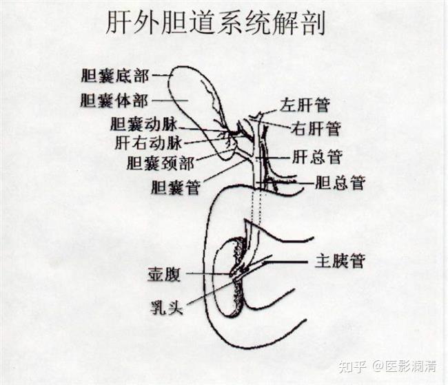 肝细胞汇管区图图片