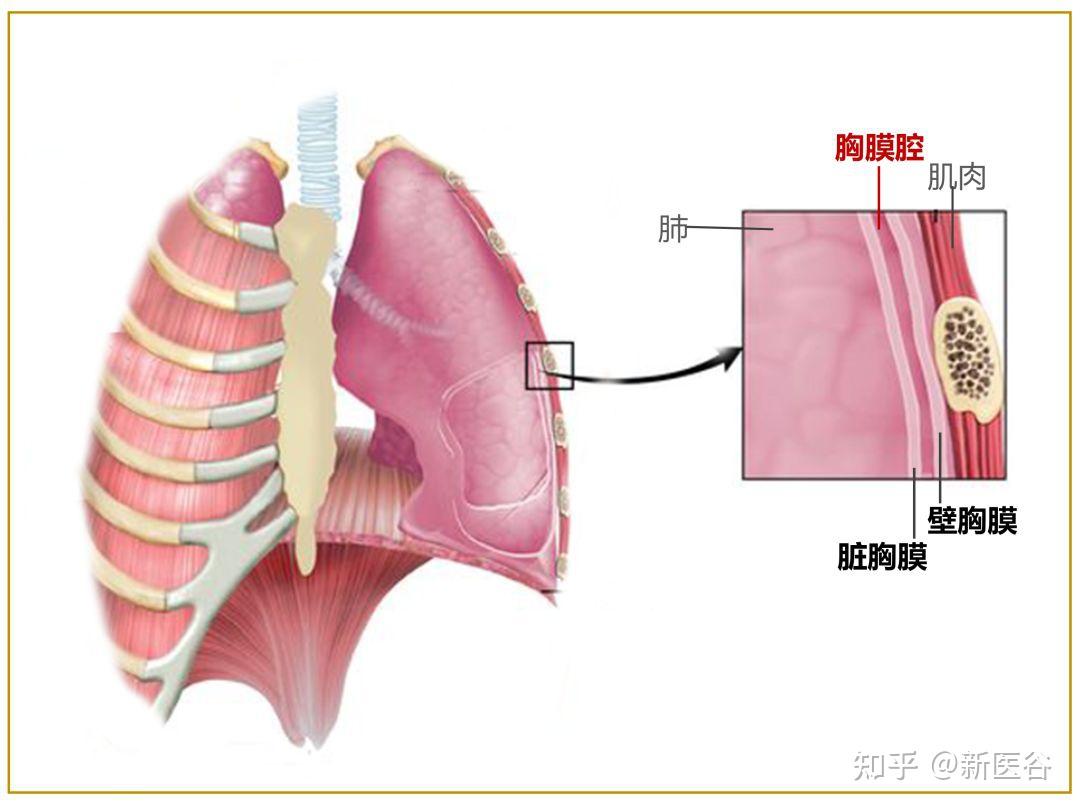 谷谷聊医学|胸膜腔内压为何是负压? - 知乎