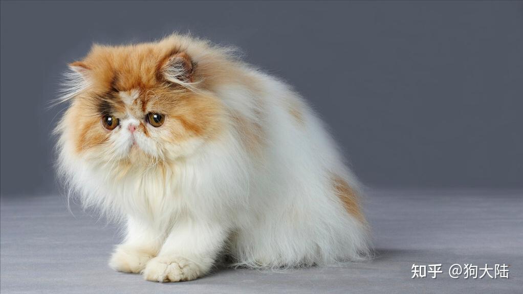 相信大家都听过,并且特别想要养一只,但是波斯猫真是猫界小公主,有