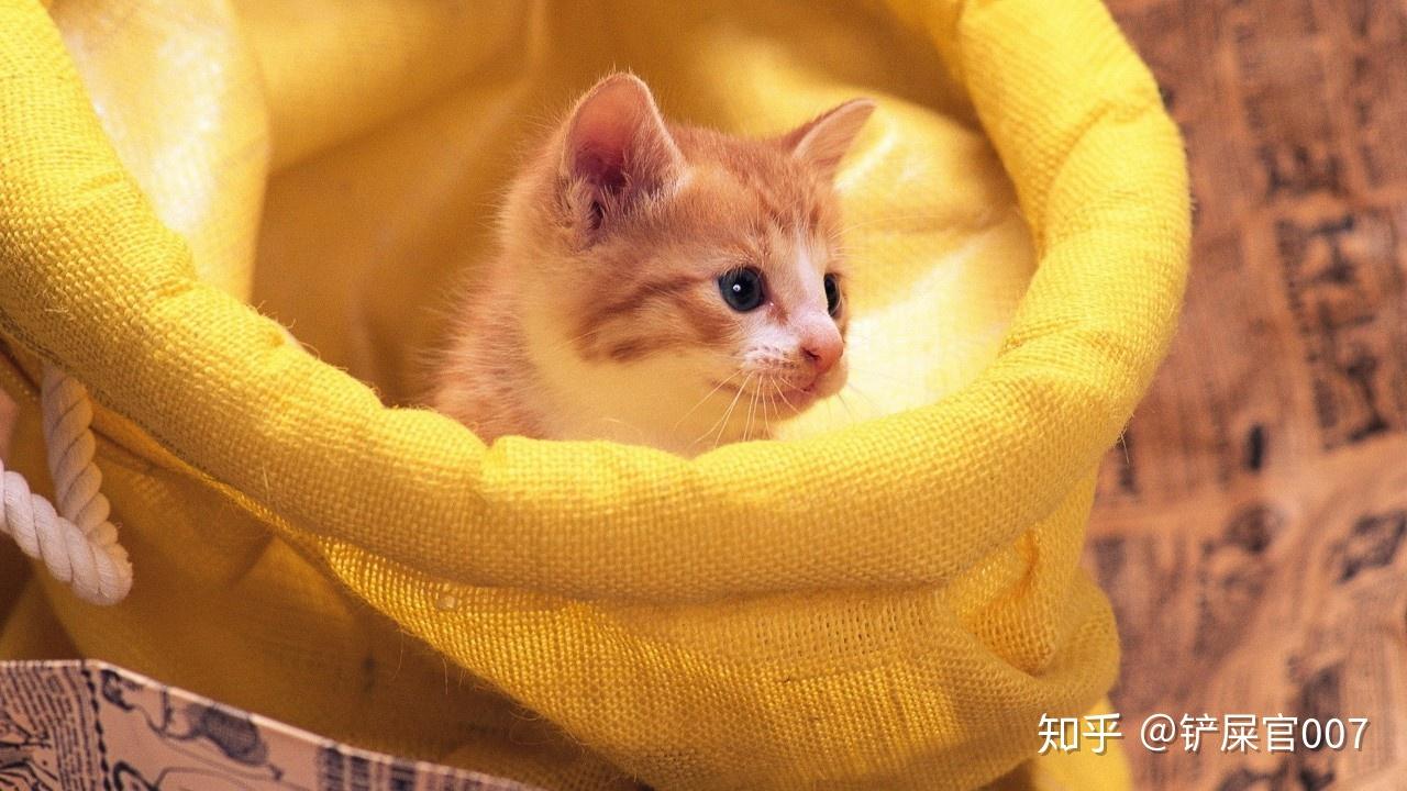 好点的猫窝 v2-5da1ab9646b34992a7f9731e757388d1_r.jpg