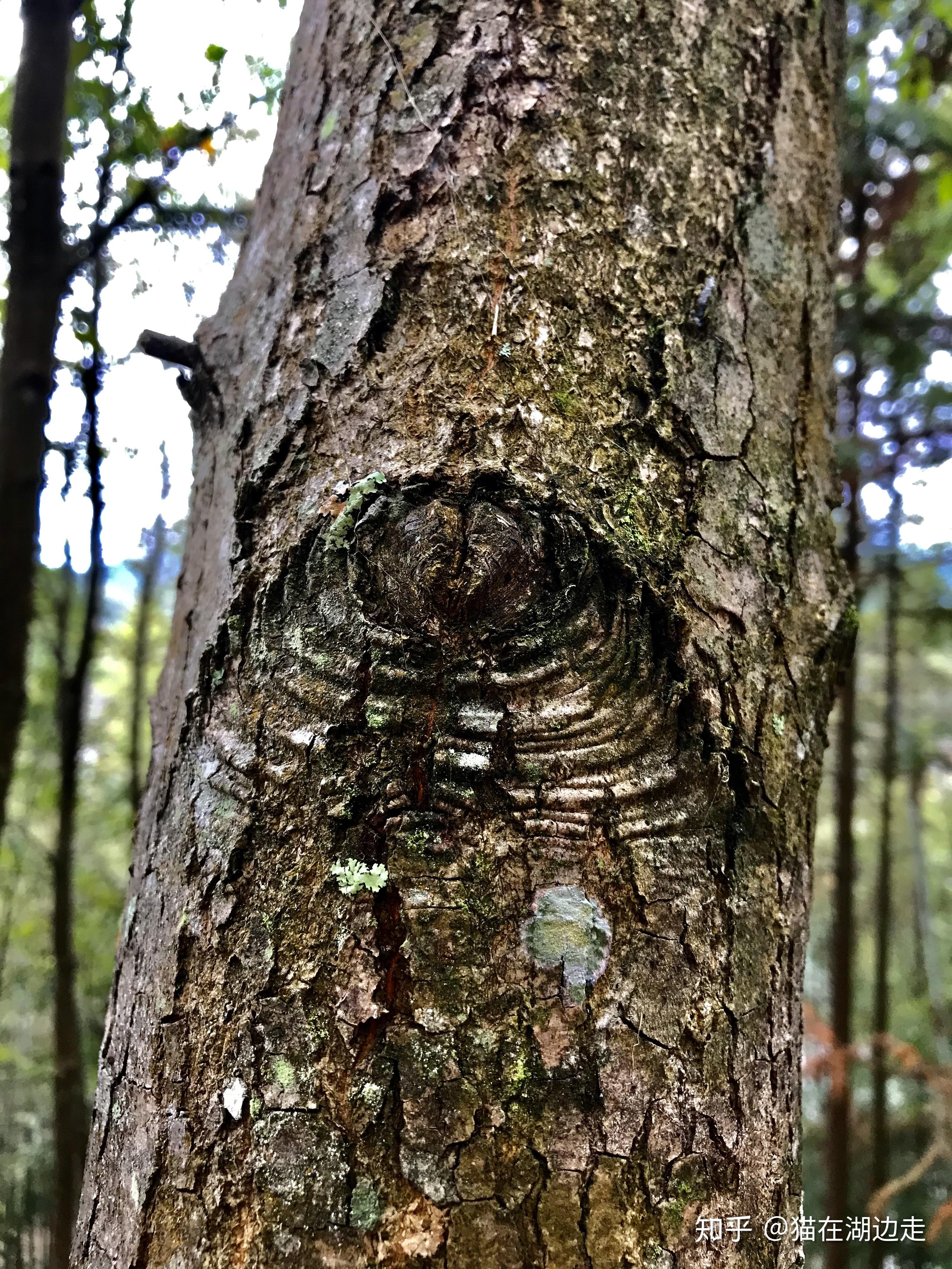 病毒肆虐隐居山林遇神秘树眼