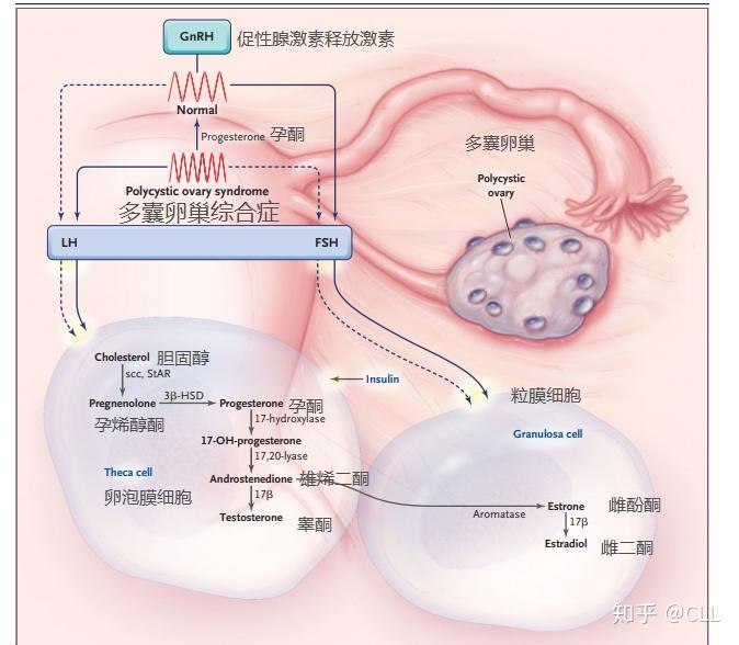 激素分泌:促黃體生成激素,卵巢膜細胞合成雄激素(下圖).