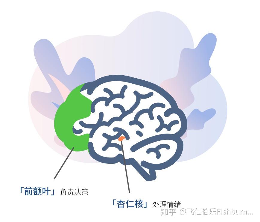 2,冒险者脑中的杏仁核与,前额叶皮层在功能上的连接更加紧密