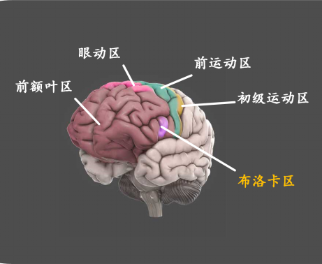 脑科学科普:认识你自己,从了解大脑开始 - 知乎
