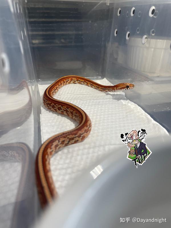 玉米蛇价格 知乎