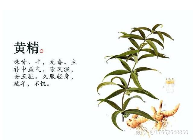 韩太医泰山黄精为什么有赛人参的美誉呢