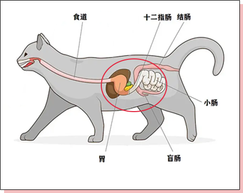 猫咪玻璃胃守护指南猫咪呕吐拉稀不用慌