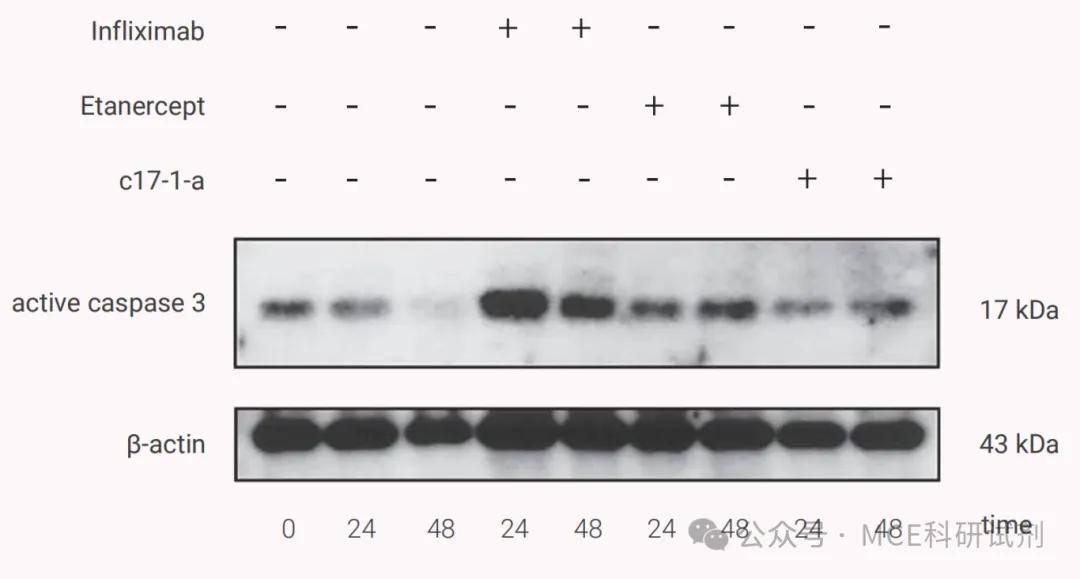 细胞凋亡检测方法有哪些？常用的细胞凋亡检测实验步骤 | MCE - 知乎