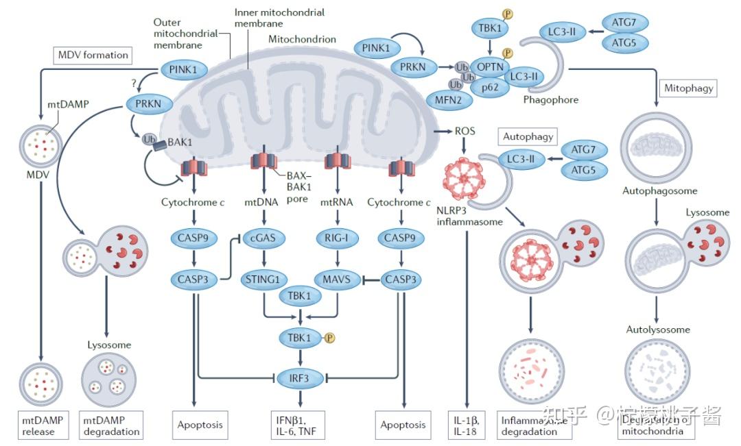 2022年国自然中，「线粒体」依然是热点！一文带你快速了解「线粒体」研究 - 知乎