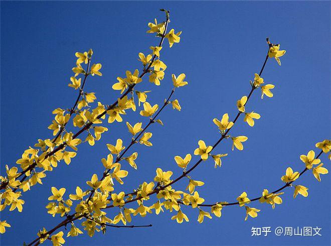 连花清瘟胶囊的成分有哪些中药材? - 知乎
