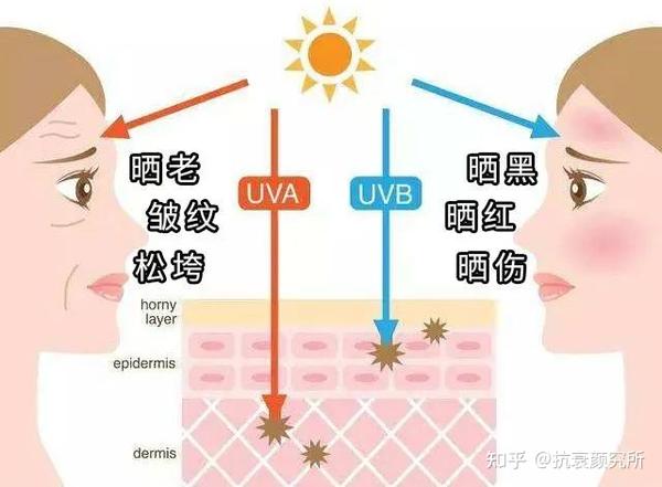 光老化是皮肤老化的头号杀手！如何对抗光损伤、光老化?（抗光老化攻略） - 知乎