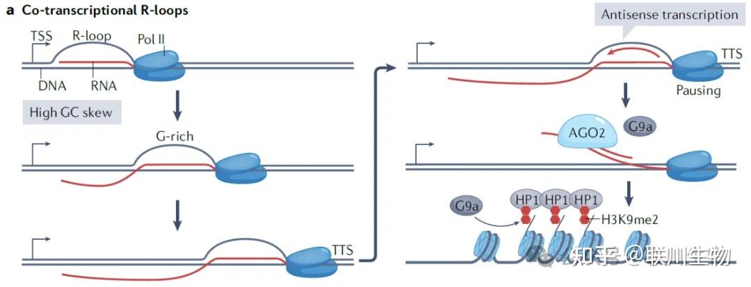 万字综述：R-Loops和RNA-DNA杂合片段的起源、机制及生物学意义 - 知乎