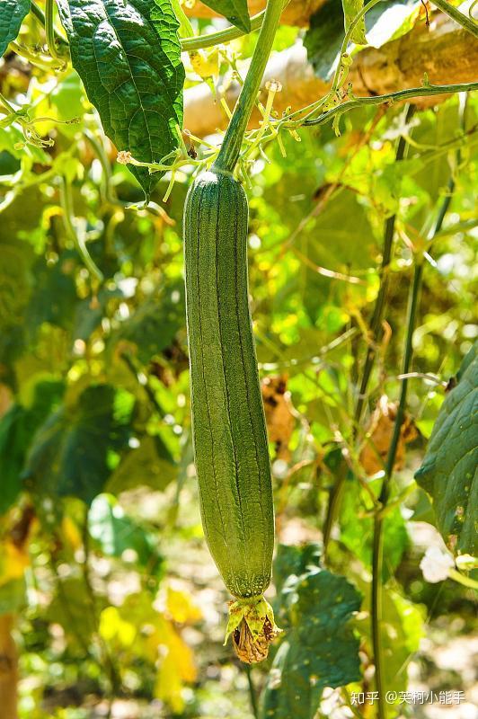 蔬菜界美容护肤神器不仅好吃而且好用