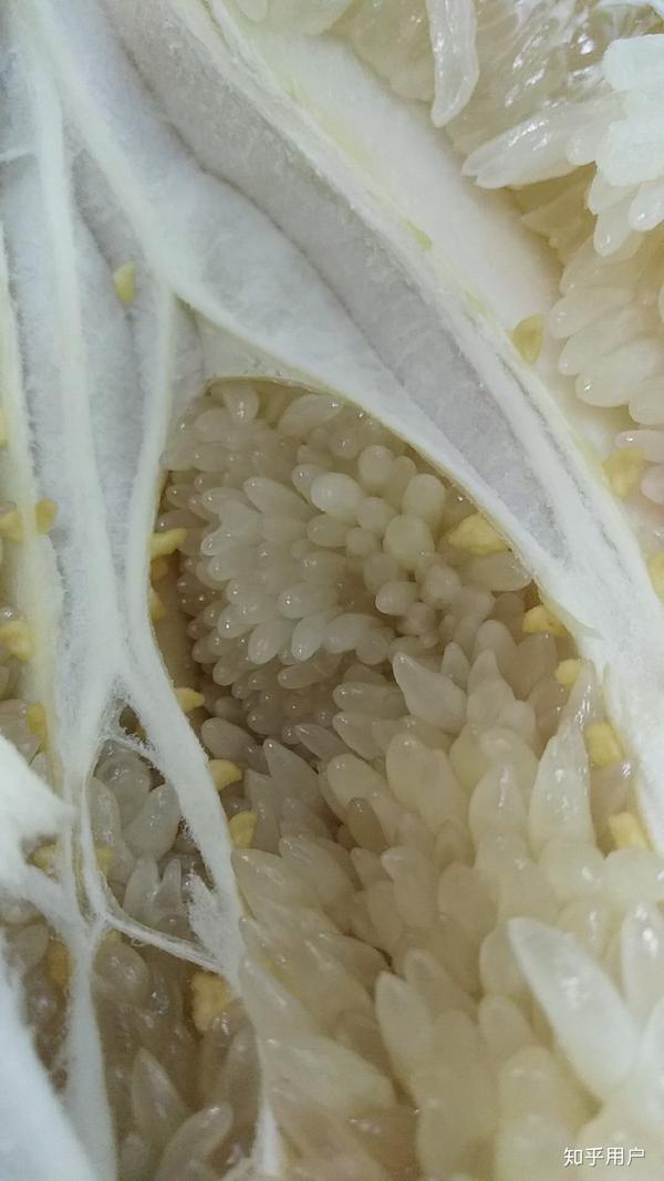 柚子里的果肉 像蛆