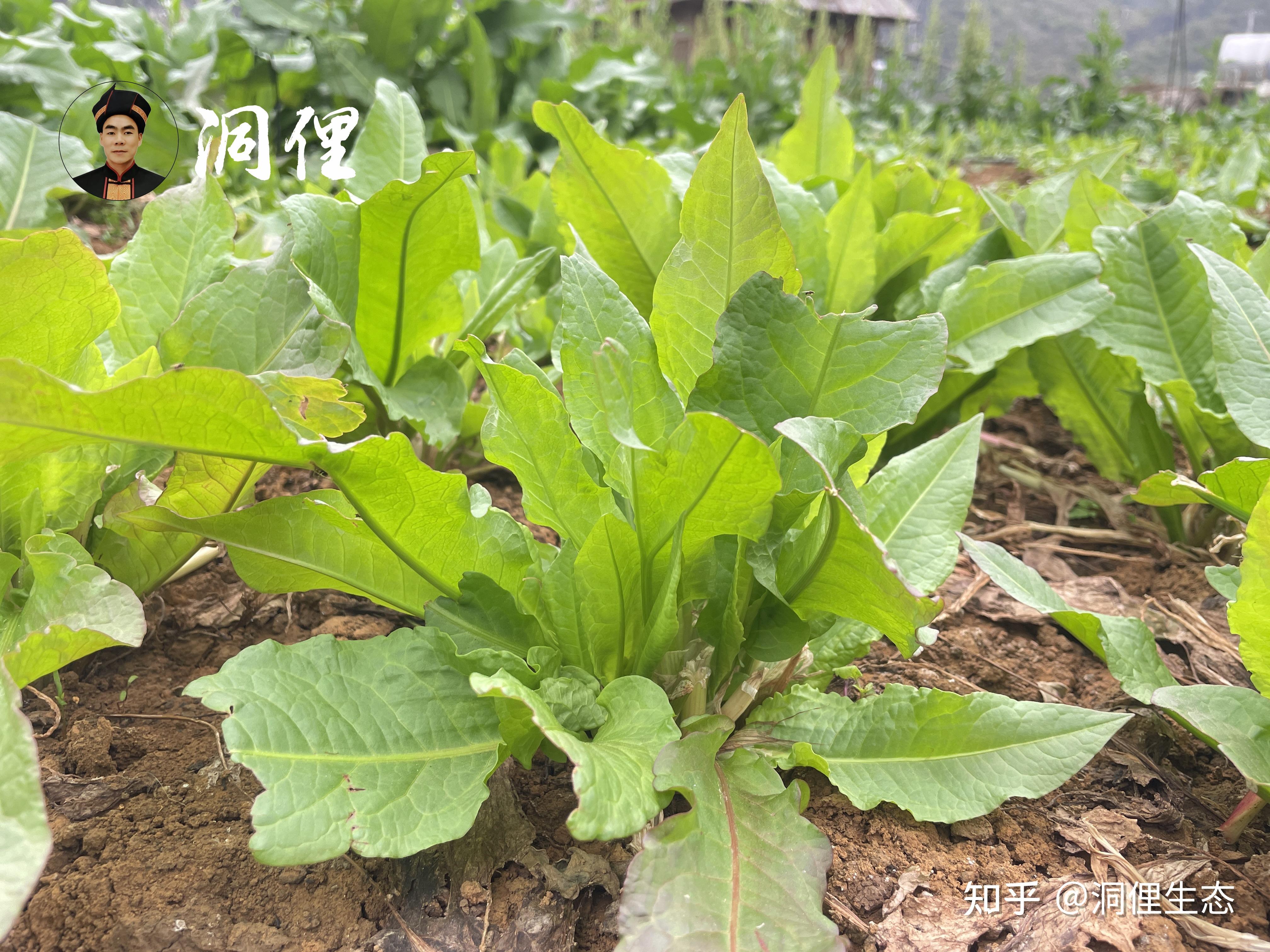 洞俚生态食叶草栽培技术,亩产20-60吨 - 知乎