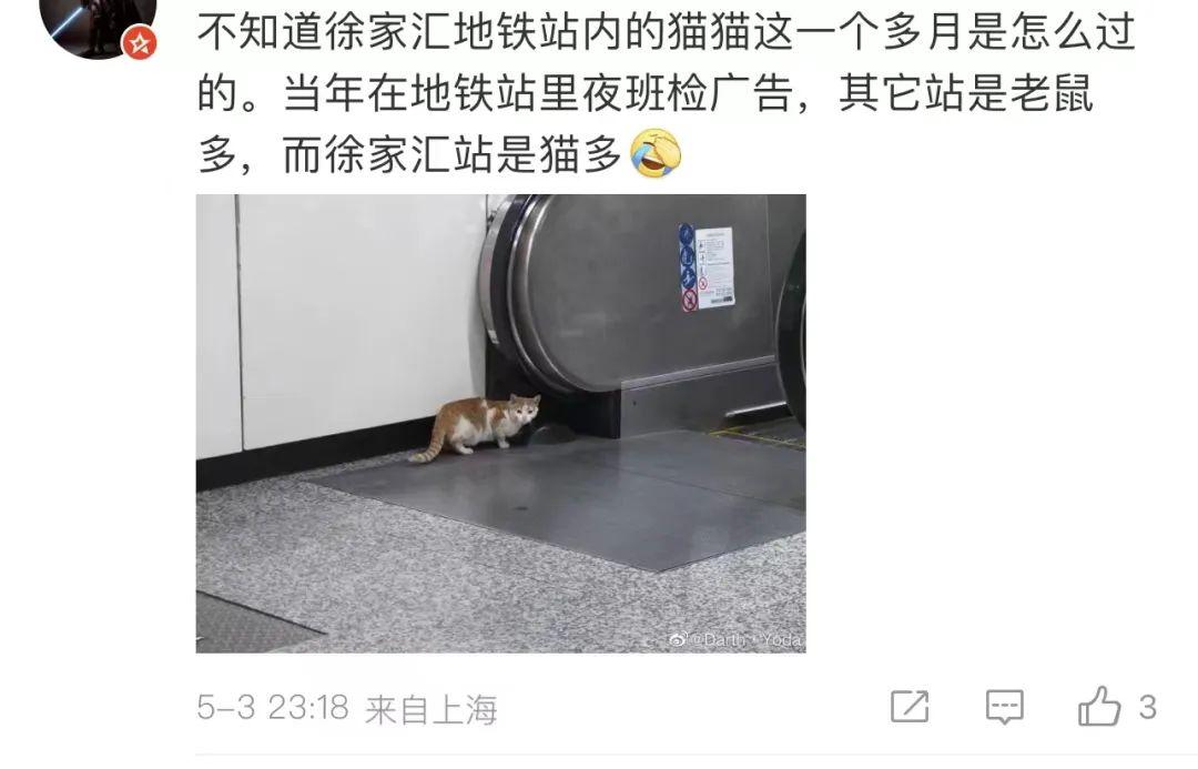 上海人居家一个多月后,外滩长草,地铁站门口长猫猫!