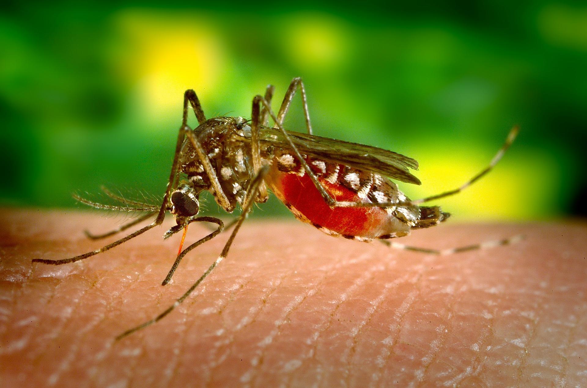 专家培育出无法传播登革热病毒的蚊子 - 2020年1月18日, 俄罗斯卫星通讯社