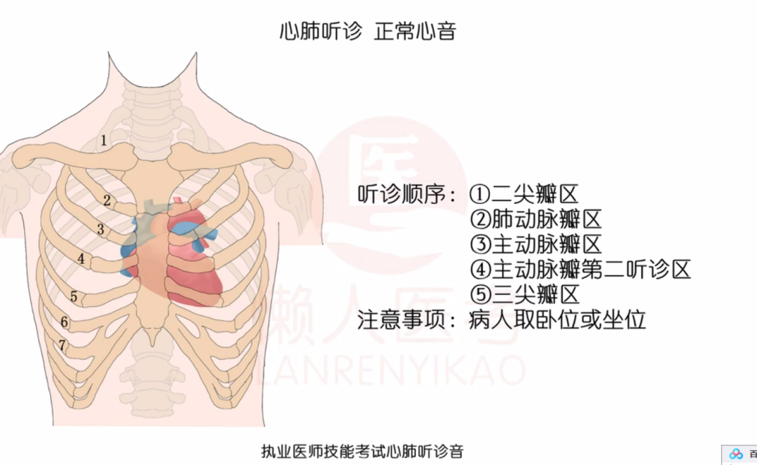 肺部听诊部位及顺序图片