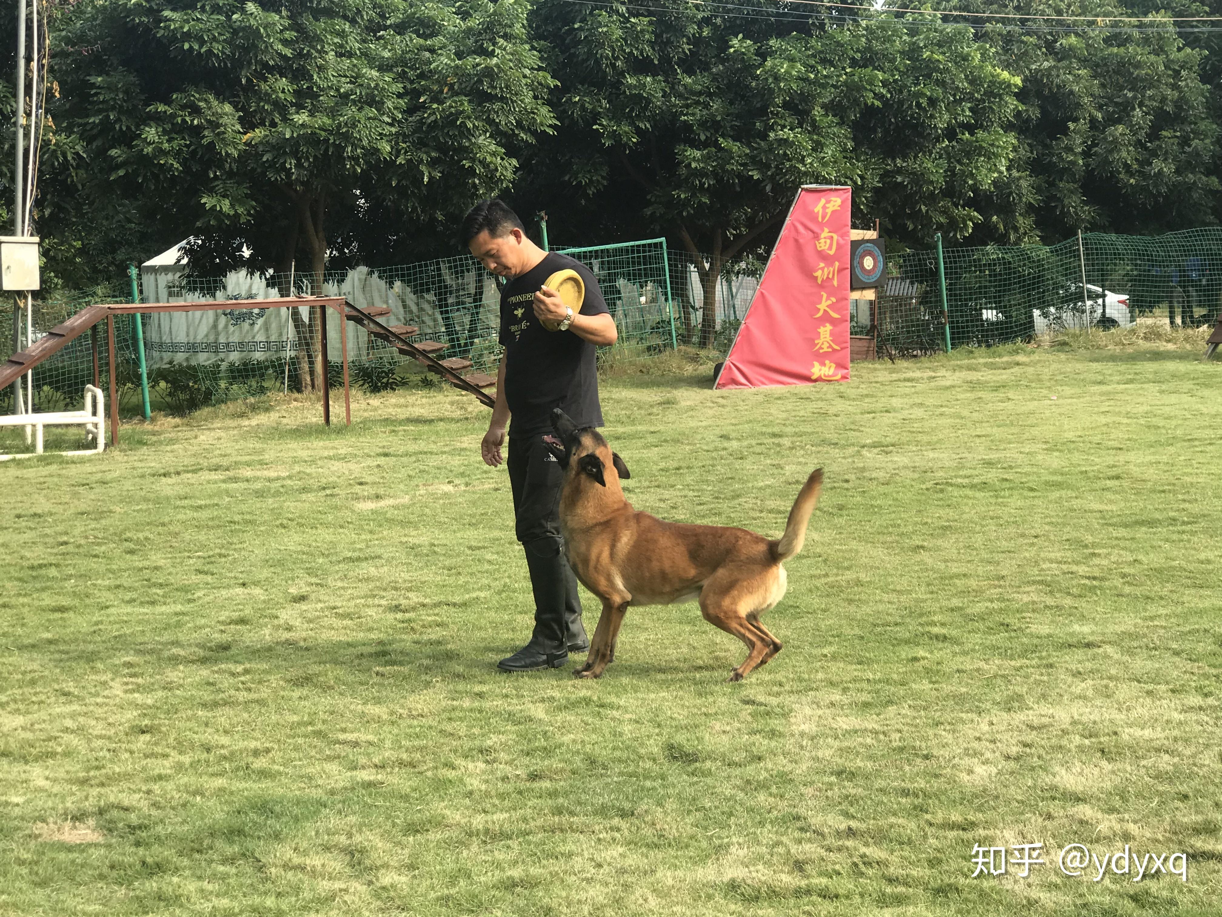 中山伊甸园训犬纠正狗狗各种坏习惯