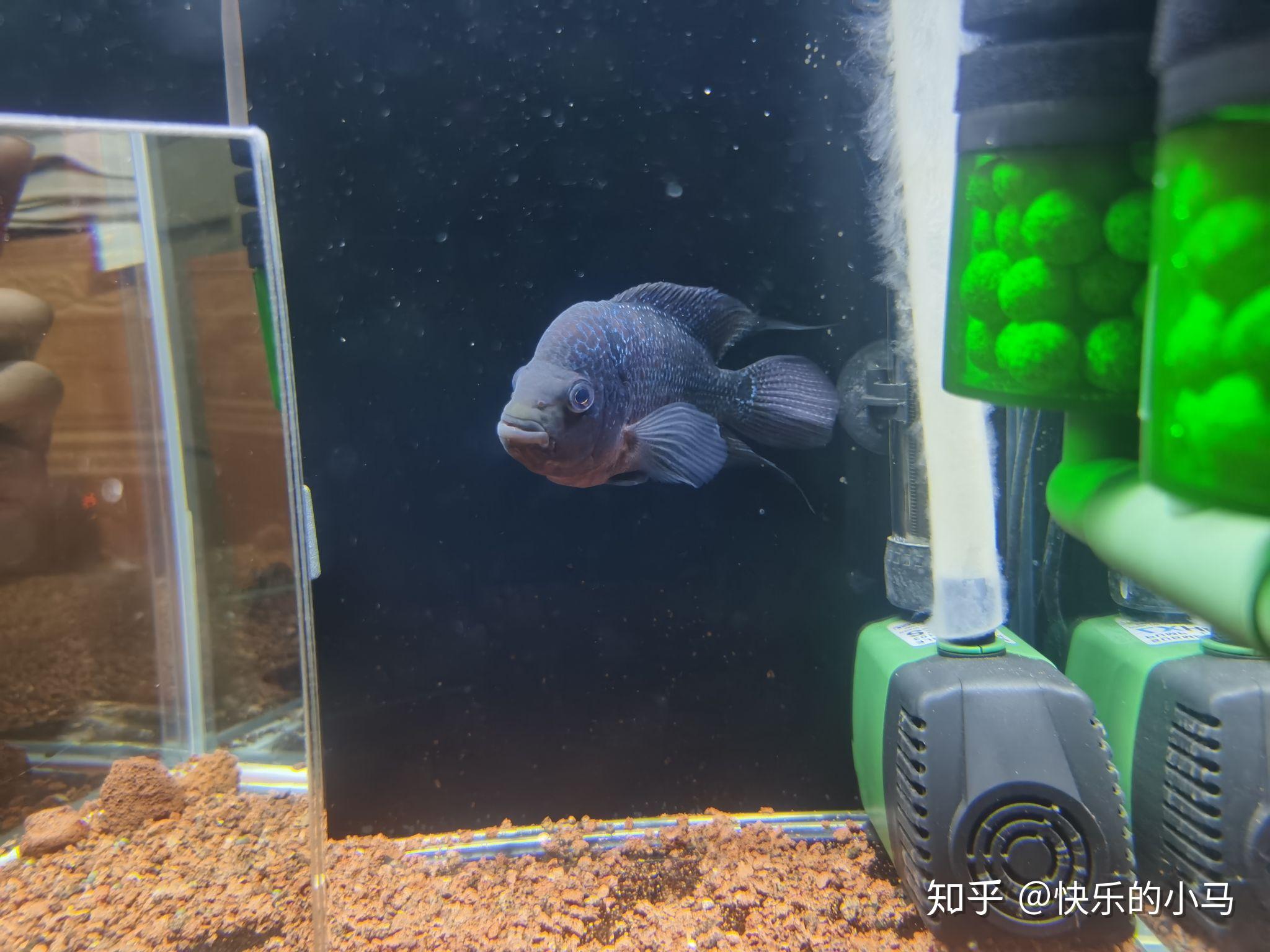 罗汉鱼起头 - 知乎