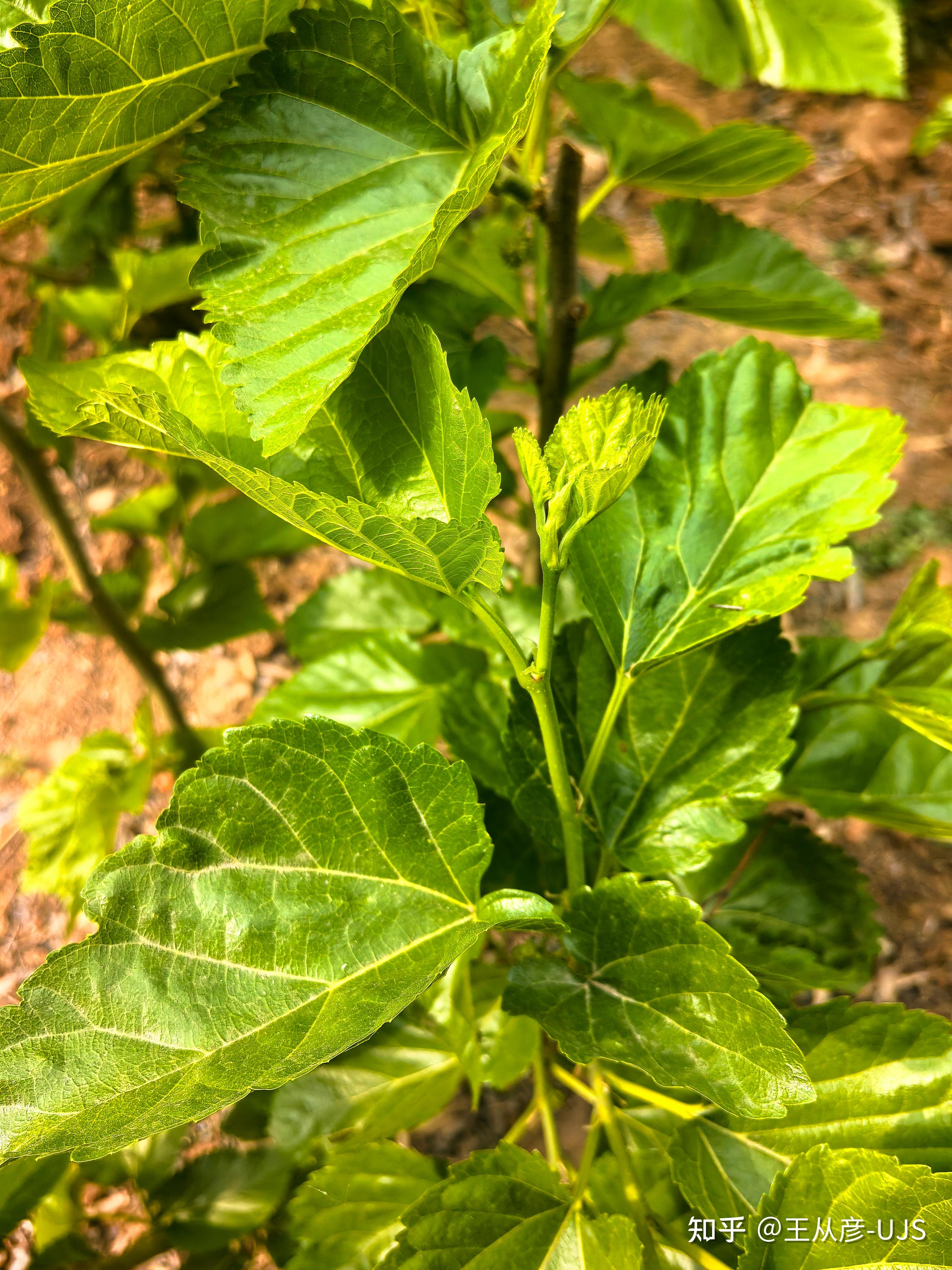 桑/桑树/白桑/家桑/蚕桑 - 知乎