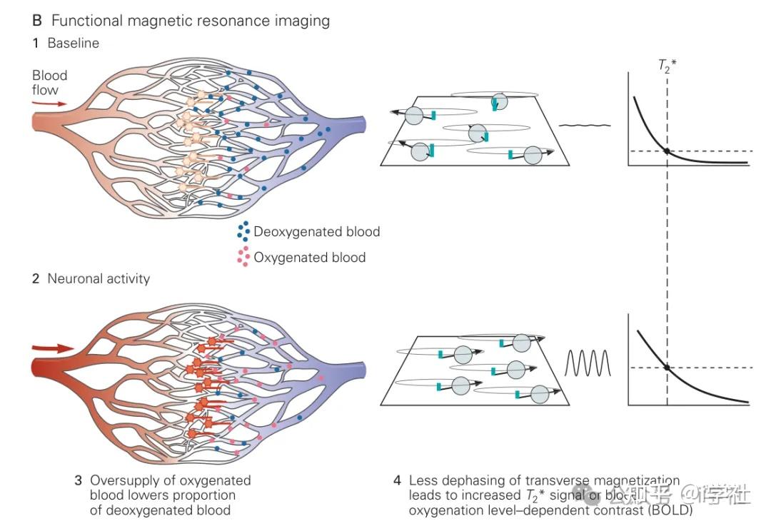 功能性核磁共振（fMRI）的基本原理 | 《神经科学原理》第六章：脑成像 - 知乎