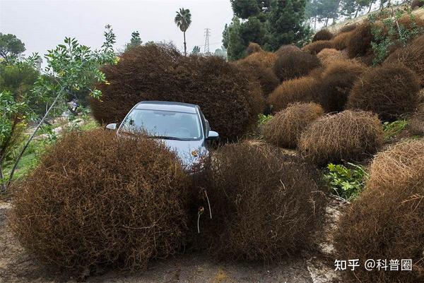 风滚草入侵美国 堵塞公路包围房屋 为何在我国却很难活到成年 知乎