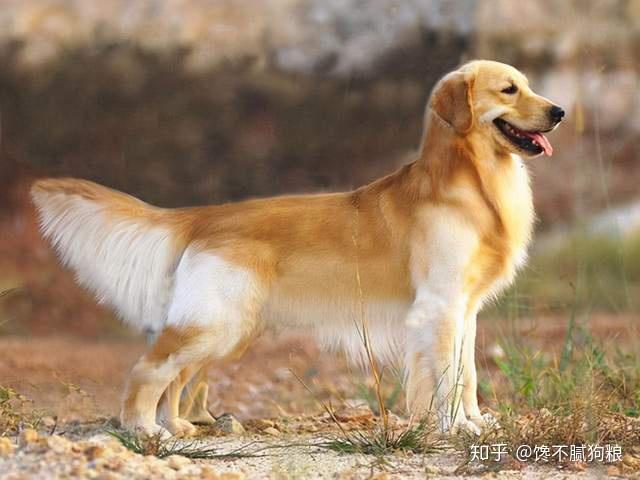 狗狗毛发修剪器 v2-5e005ebbcaeb0afab3eae28087ddc789_r.jpg