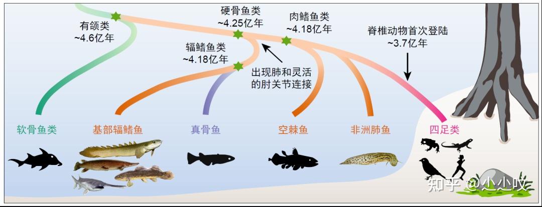 原始辐鳍鱼类基因组的解析发现登陆的遗传基础在硬骨鱼类祖先已经出现
