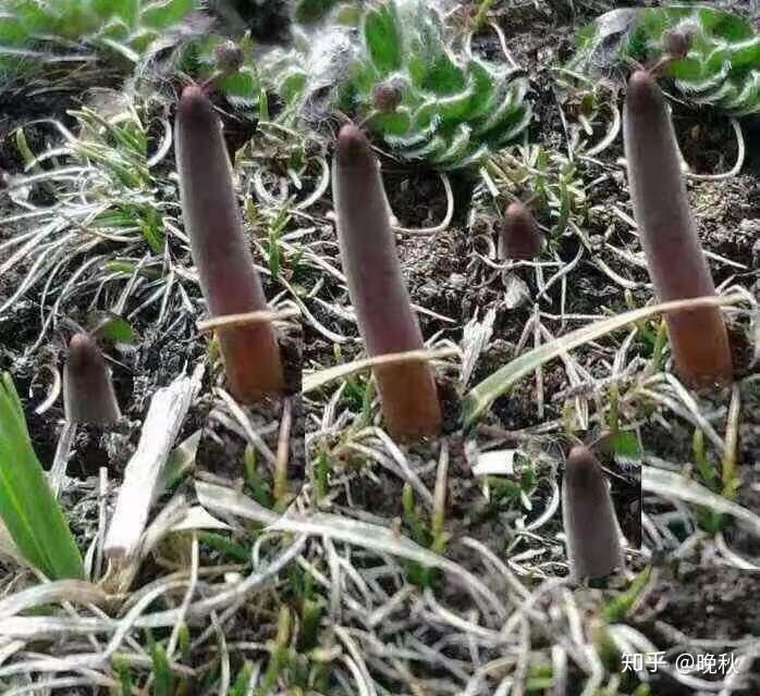 夏草的功效与作用 v2-5e1fc491ff704322f5c67486387cab5d_r.jpg