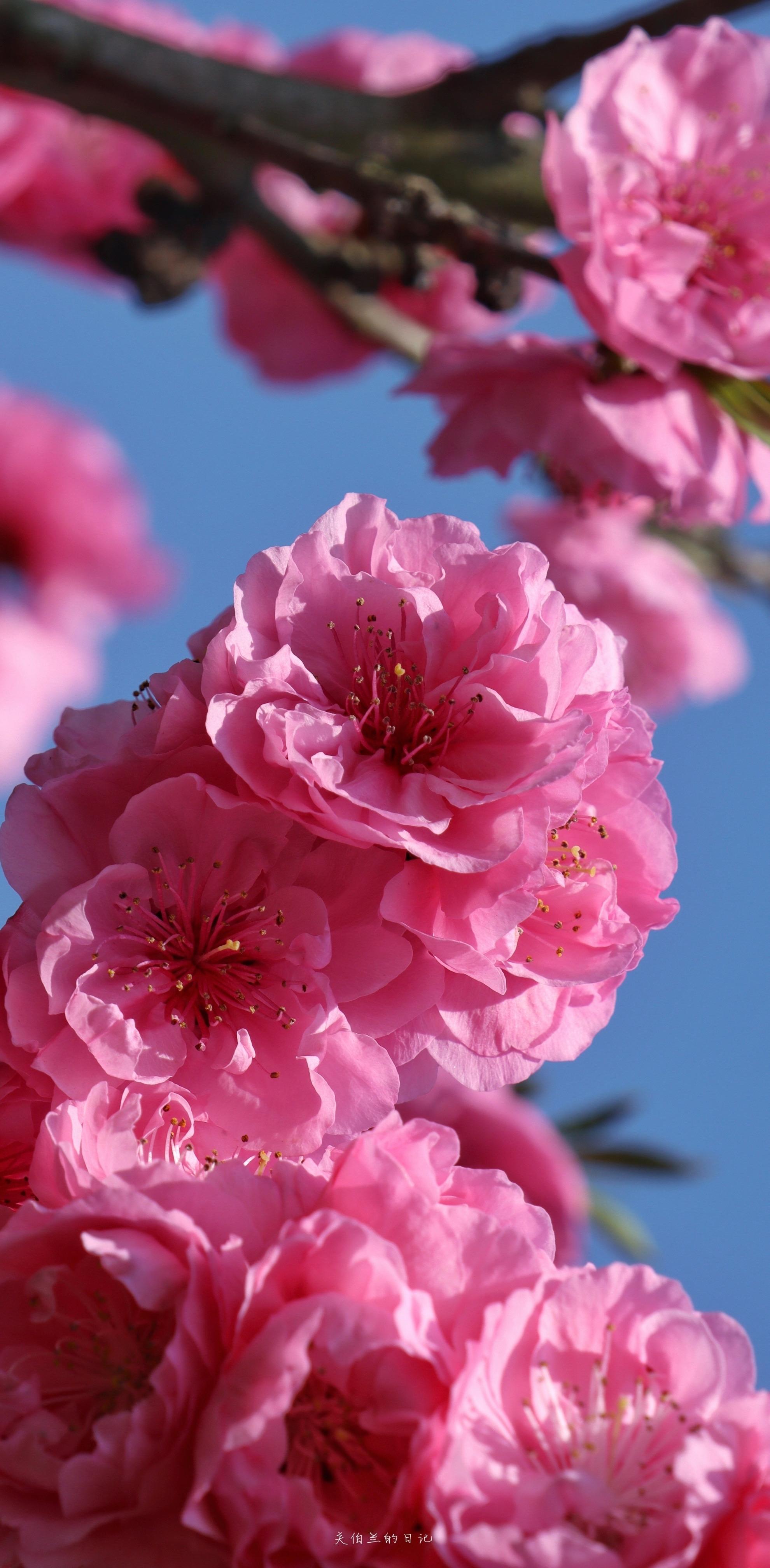 有什么好看的花朵照片吗