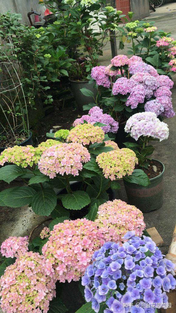 5种爬藤花花大张扬爱花人的梦想就是缺一个小院子