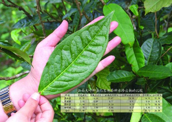 勐海大叶种 - 知乎