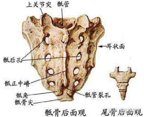 解剖学图谱- 知乎