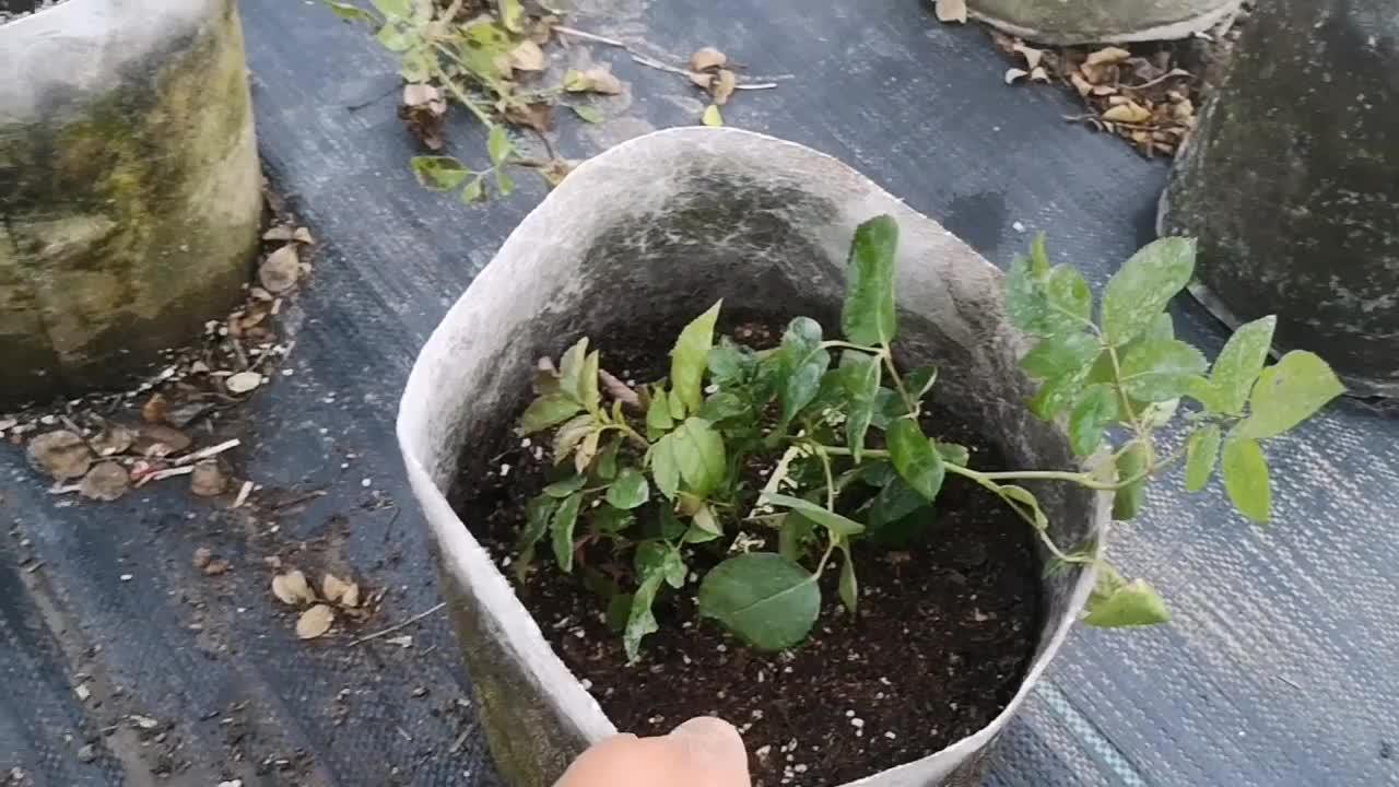 浅一点的盆能种月季吗看看它们的根系还是推荐这2种花盆