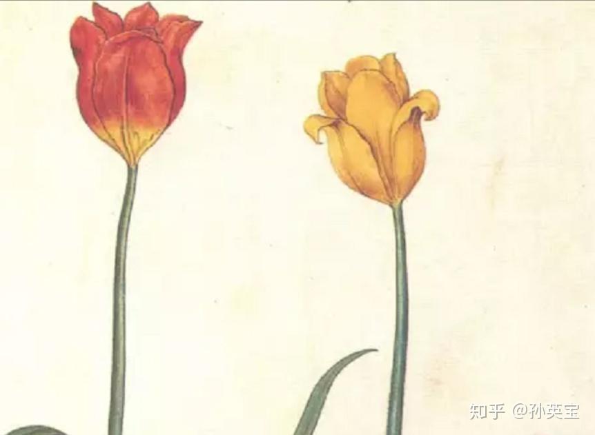 植物科学绘画之花序的绘画方法 - 知乎