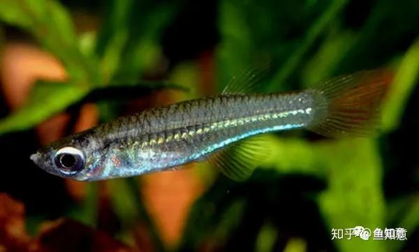二线蓝眼灯鱼