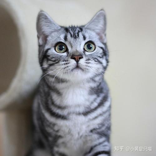 养美短猫也不容易只因它有这6大缺点
