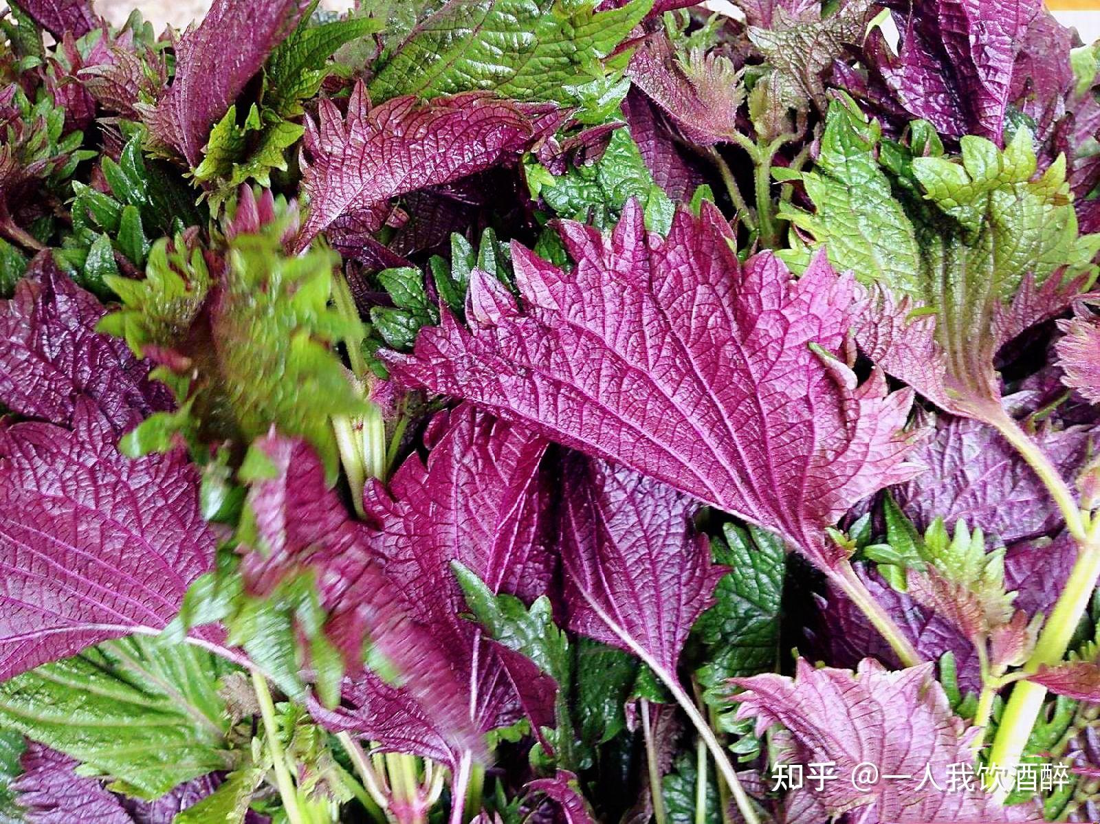 叶或带叶小软枝,多系栽培,分布于全国,野紫苏则多分布于长江以南各省